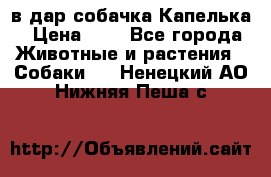 в дар собачка Капелька › Цена ­ 1 - Все города Животные и растения » Собаки   . Ненецкий АО,Нижняя Пеша с.